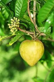 You're currently reading page 1; Canistel Egg Fruit Trees For Sale Online Tropical Fruit Trees For Sale Online At Pepe S Fruit Trees