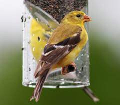 Que Comen Los Canarios Consejos Miscota