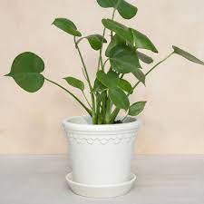 Our flower planters and hanging planters add an elegant touch to indoor and outdoor plants. Buy Bergs Potter Copenhagen Glazed Plant Pot And Saucer White 14cm Amara