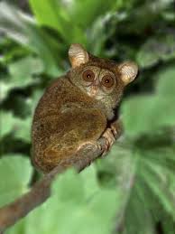 Cacti are important sources of water for many animals in their ecosystems, and provide nesting places for. Photographic Print Indonesia Bali Sulawesi Close Up Of Tarsier On Limb Smallest Living Primate By Jaynes Gallery 32x24in In 2021 Tarsier Primates Weird Animals