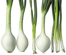 Affordable and search from millions of royalty free images, photos and vectors. Green Onions Or Scallions Are They The Same Thing