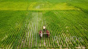 Paddy Fields Of Karnataka Youtube