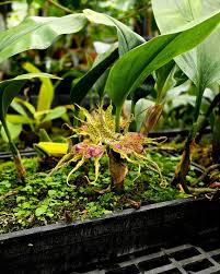 Image result for Bulbophyllum sp. nov