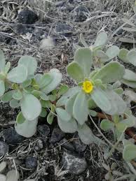 Elhourani recommends adding freshly washed purslane to a. Purslane Has Many Names And Grows All Over The World Wildlettucegal S Blog