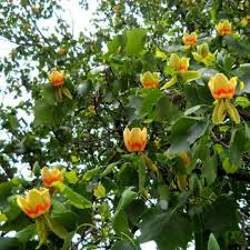 Tulip trees (liriodendron tulipifera) live up to their name with spectacular spring blooms that resemble the flowers.the tulip poplar tree is not a poplar tree and not related to tulip flowers but is actually a member of the magnolia family. Tulip Tree Seedling Xl Jumbo Size Etsy In 2021 Tulip Poplars Plants Tulip Tree