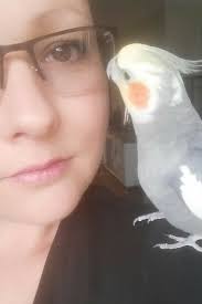 Lost white faced cinnamon pied cockatiel in Frankston North, Vic