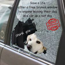 Un Regalito Para Quienes Dejan A Sus Mascotas Encerradas En El Auto Dogs I Love Dogs Pets