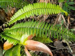Image result for Asplenium