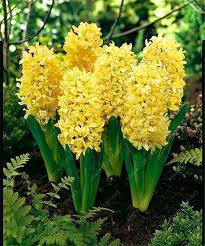 100pcs Bag Hyacinth Seeds Bonsai Flower Seeds Not Hyacinth Bulb Epicworldstore Com Bulb Flowers Bonsai Flower Planting Flowers