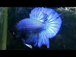 Super Blue Betta Youtube Betta Fish Pet Super