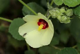 Image result for Pavonia senegalensis