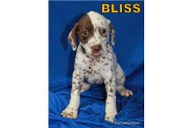 Dalmatian puppy footprint pink bed. Dalmatian Puppies For Sale From Reputable Dog Breeders