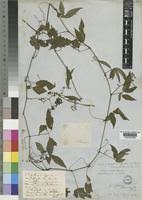 Image result for Cayratia gracilis