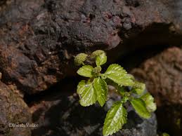 Image result for Lecanthus peduncularis