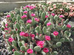 Foot to inch conversion may be taken for granted because everybody knows that 12 inches comprise one foot, but still, in some instances, it might come in handy. Opuntia Polyacantha Plains Prickly Pear World Of Succulents Cactus Flower How To Grow Cactus Blooming Cactus
