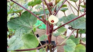 Plant in mounded soil that warms quickly. Growing Red Okra In The Garden 60 Days Old Okra Plants Home Gardening In Tamil Nadu Youtube