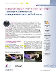 At this point, you'll need dialysis (artificial filtering) or a kidney transplant. Pdf Ultrasonography Of The Feline Kidney