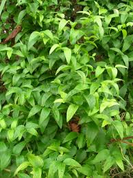 Image result for Asparagus asparagoides