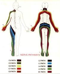 Printable Charts Nerve Pathways White Lotus Foundation