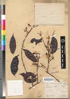 Image result for Combretum coriifolium