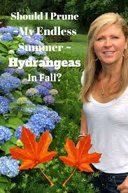 Should I Prune My Endless Summer Hydrangeas In Fall Summer Hydrangeas Hydrangea Plant Care Endless Summer Hydrangea