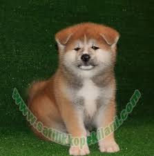 Japon Akita Inu Yavru Fiyatlari 05412625853