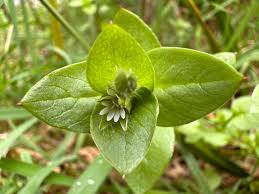 Image result for Stellaria