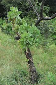 Image result for Protea welwitschii