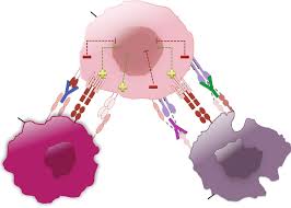 Clinical Pharmacokinetics and Pharmacodynamics of Immune Checkpoint  Inhibitors