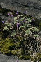 Image result for Streptocarpus glandulosissimus