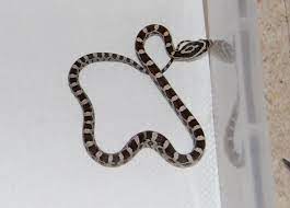 Black And White Baby Corn Snake