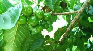 Image result for Vangueria