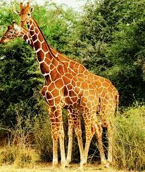 The african giraffe's species name is 'cameleopardalis' because the first europeans who saw it believed it to be a cross between a camel and a leopard. List Of Mammals Displaying Homosexual Behavior Wikipedia