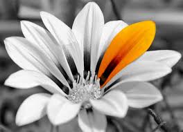 Black And White With Color Photoshop Black And White With A Splash Of Color Photosop Tutorial Color Splash Color Black White Photography