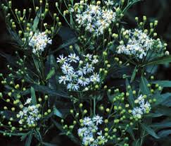 Image result for Gomphocarpus tenuifolius