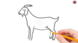 Know the bones and how they move, know the muscles and their origin. How To Draw A Goat Step By Step Easy For Beginners Kids Simple Goats Drawing Tutorial Youtube