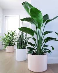 Plantas Decorativas De Interior Plantas De Poca Luz Plantas En Maceta Decoracion De Casa Con Plantas