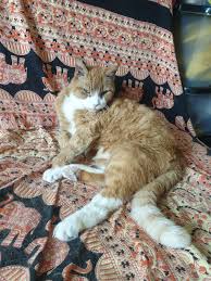 They colud not see in the x ray anything in lungs bur they will do. 20 Year Old Cat Lame On 1 Rear Leg Vet Says Bone Cancer With Not Long Before Gets Worse Ie On Call For Euthanasia Wondering If Amputation Is An Option Or What