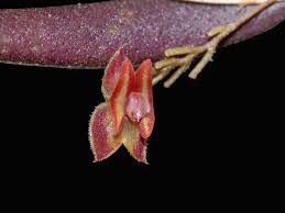 Image result for Polystachya fusiformis × lindblomii