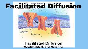 Facilitated Diffusion Facilitated Diffusion Diffuser Fun Facts