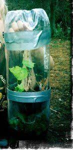 Soda Bottle Terrarium Bottle Terrarium Plastic Bottle Crafts Soda Bottles