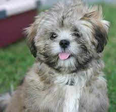 Sparky The Lhasa Apso Lhasa Apso Puppies Lhasa Apso Lhasa