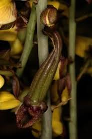 Image result for Eulophia tuberculata