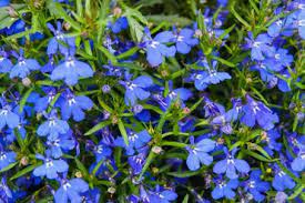 We did not find results for: 17 Blue Perennials For Your Garden Garden Lovers Club