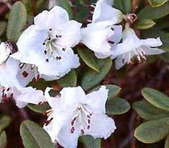 Rhododendron Ptarmigan Rhododendron Plant Plants Rhododendron