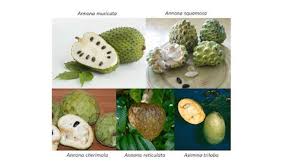 Image result for Annonaceae