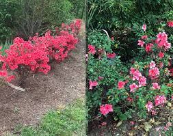 Zone 9 on the usda hardiness zone map is the area of florida and southernmost texas. Rhododendron Fall Blooming Azaleas