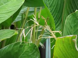 Image result for Marantochloa