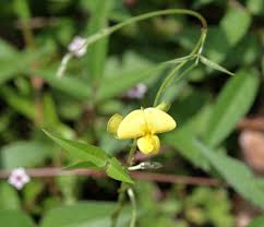 Image result for Vigna luteola