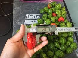 5.0 out of 5 stars. Aji Dulce Worldcrops